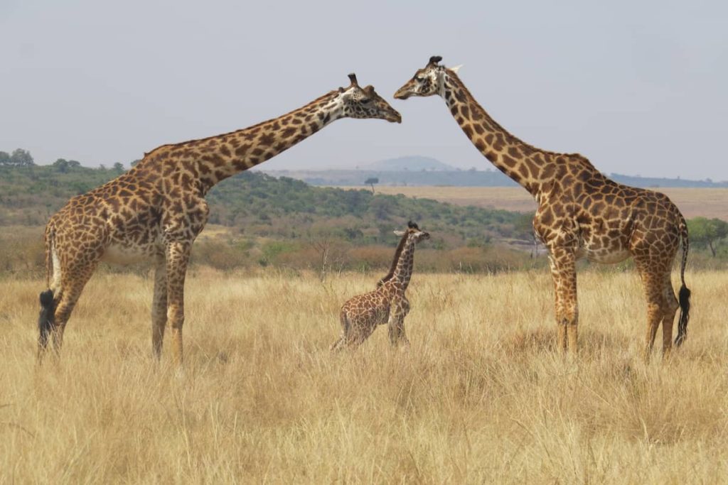 Stand Tall Giraffes for Colchester Zoo