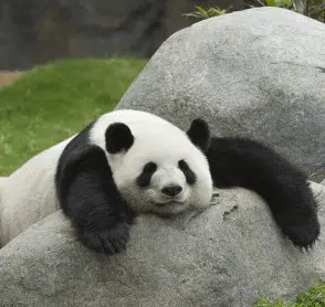 Yes, it's a Panda picture.