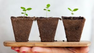 Three growing plants in compostable pots to illustrate business competitors