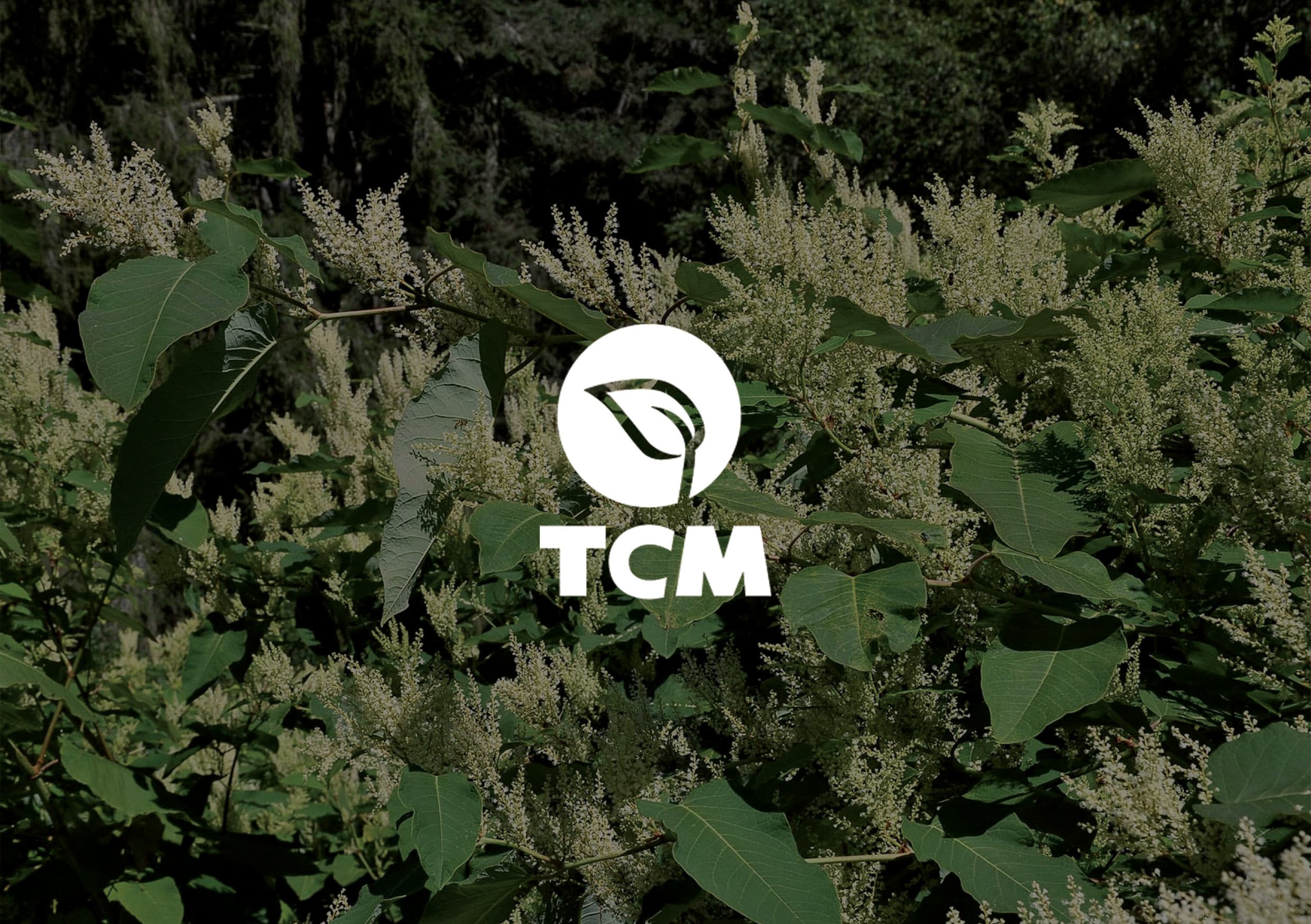 TCM Knotweed