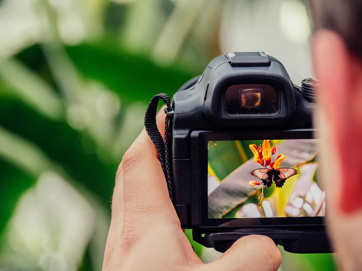 Photography Camera Butterfly